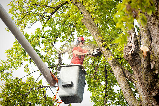 Professional Tree Services in St James, MO